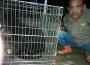 BKSDA Sumatera Barat Melepasliarkan Binturong Serahan Masyarakat