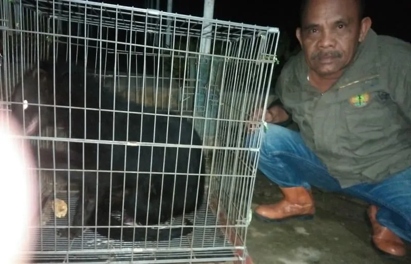 BKSDA Sumatera Barat Melepasliarkan Binturong Serahan Masyarakat