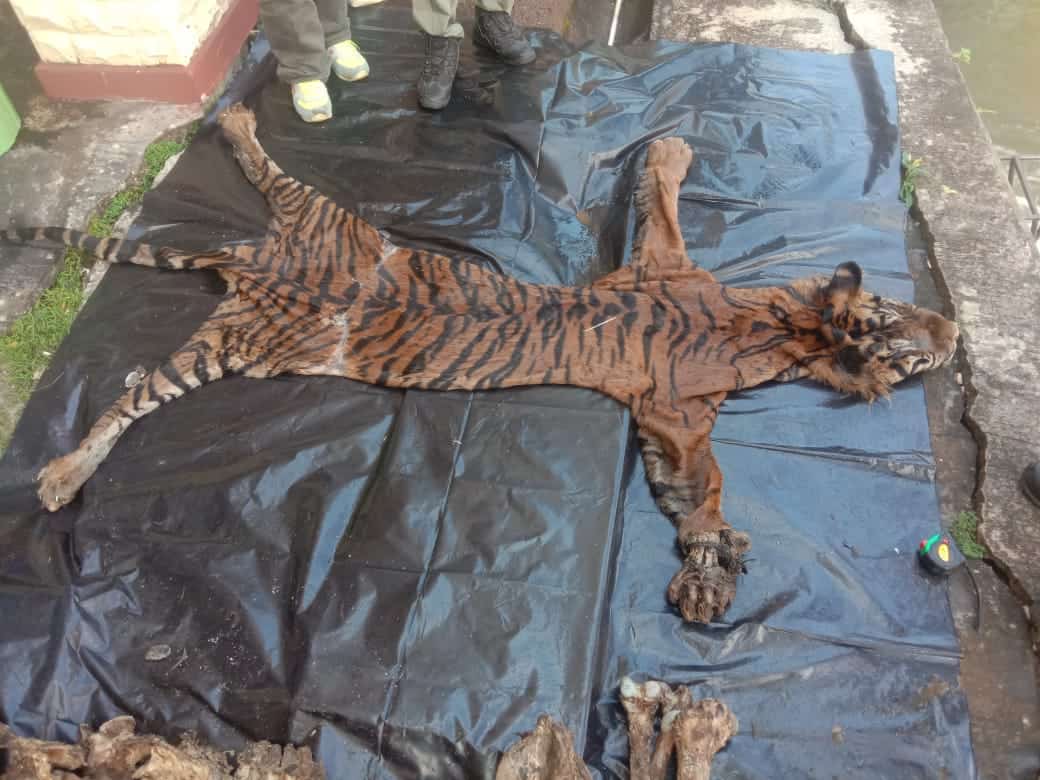 3 Tersangka Pedagang Kulit dan Organ Harimau Sumatera Ditangkap