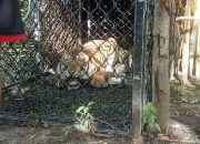 Demi Selamatkan Harimau Sumatera, BKSDA Aceh Pasang Perangkap