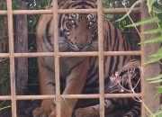 BKSDA Selamatkan 2 Harimau Sumatera yang Hampir Dibunuh Warga
