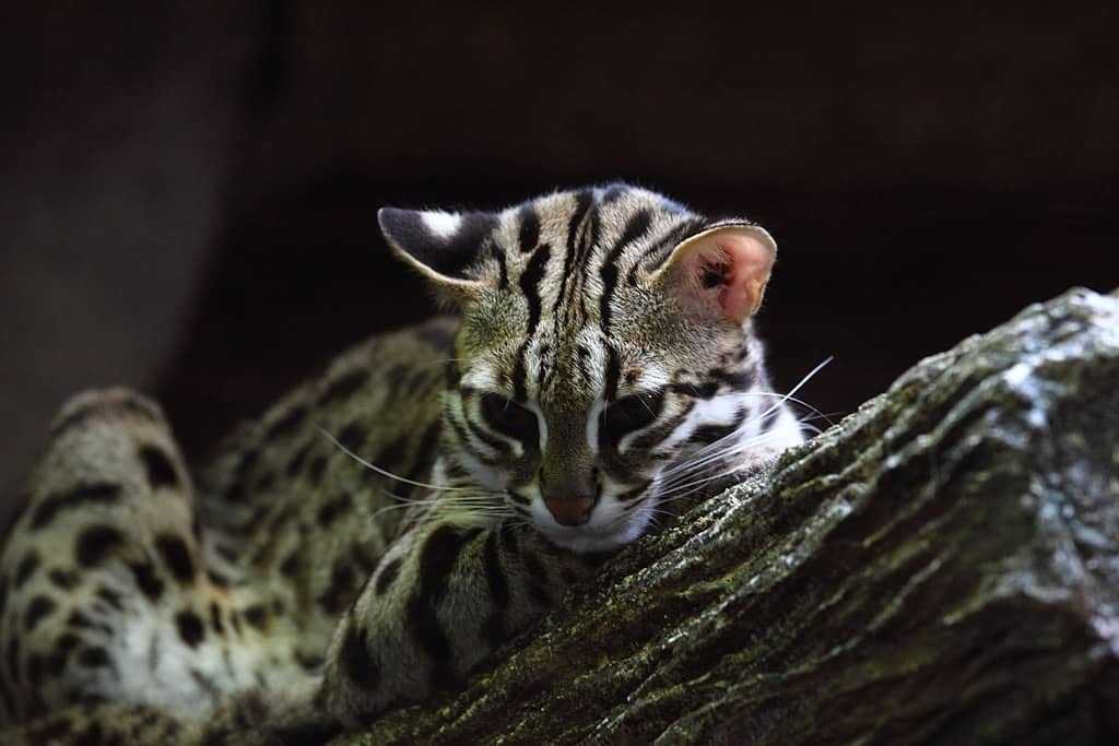 BBKSDA Riau Sita Kucing Hutan dan Musang yang Dijadikan Peliharaan