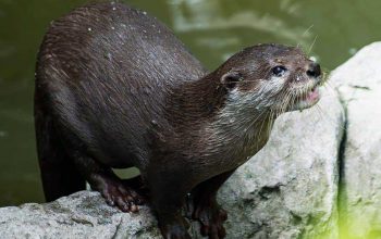 Kenali Jenis Otter yang Tidak Boleh Dipelihara di Indonesia
