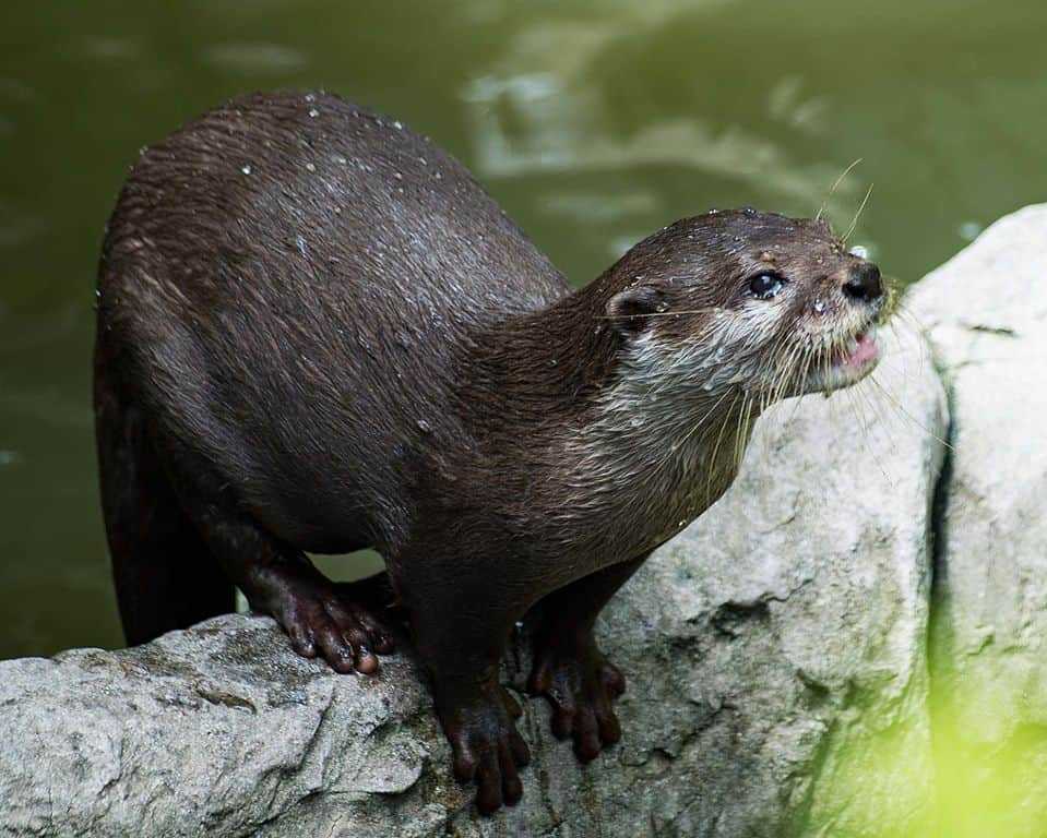 Kenali Jenis Otter yang Tidak Boleh Dipelihara di Indonesia