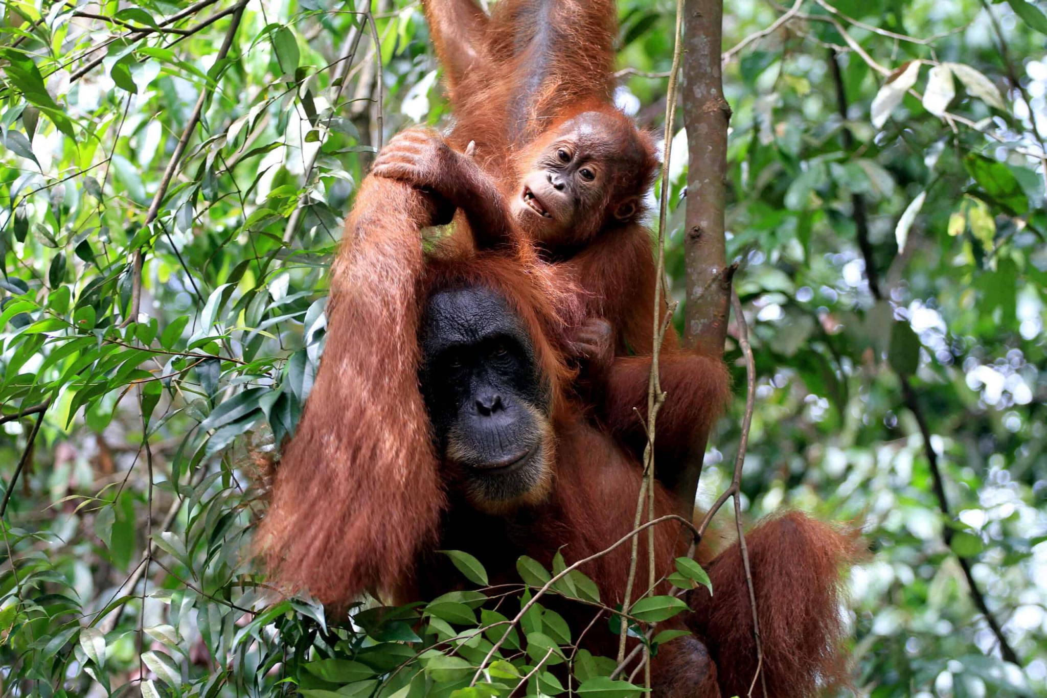 Thailand Kembalikan 2 Individu Orangutan Sumatra Korban Perdagangan Ilegal