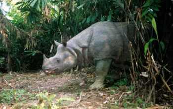 Rhinoceros-sondaicus