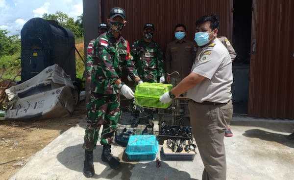 Petugas Amankan 50 Burung Kacer Ilegal di Perbatasan RI-Malaysia