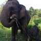 Gajah Sumatera di TN Tesso Nilo Melahirkan Bayi Jantan