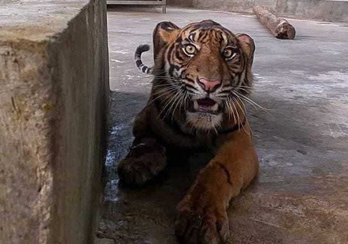 Jadi Korban Jerat, Harimau Corina Akhirnya Dilepasliarkan