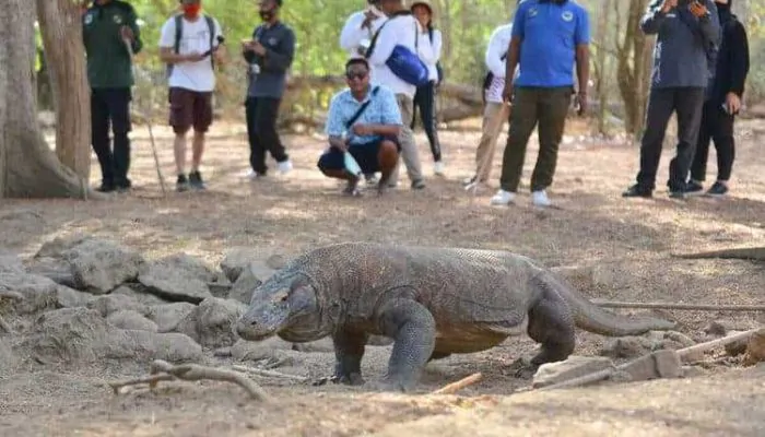 Pekerja KSPN di Loh Buaya Terluka Akibat Diserang Komodo