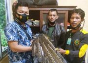 Burung Kuau Raja yang Terkena Jerat, Diserahkan Warga ke Polisi