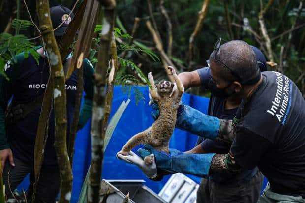 30 Kukang Jawa Dilepasliarkan di Taman Nasional Gunung Halimun Salak