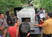 BKSDA Aceh Titipkan Harimau Sumatera ke Barumun Nagari Wildlife Sanctuary