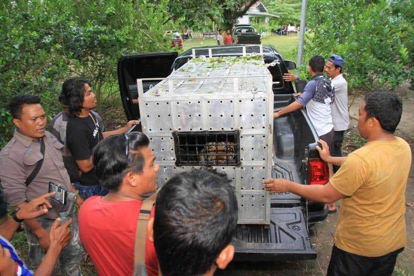 BKSDA Aceh Titipkan Harimau Sumatera ke Barumun Nagari Wildlife Sanctuary