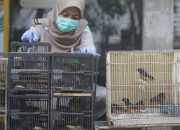 BBKP Surabaya Kembali Menggagalkan Penyelundupan Ratusan Burung