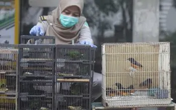 BBKP Surabaya Kembali Menggagalkan Penyelundupan Ratusan Burung