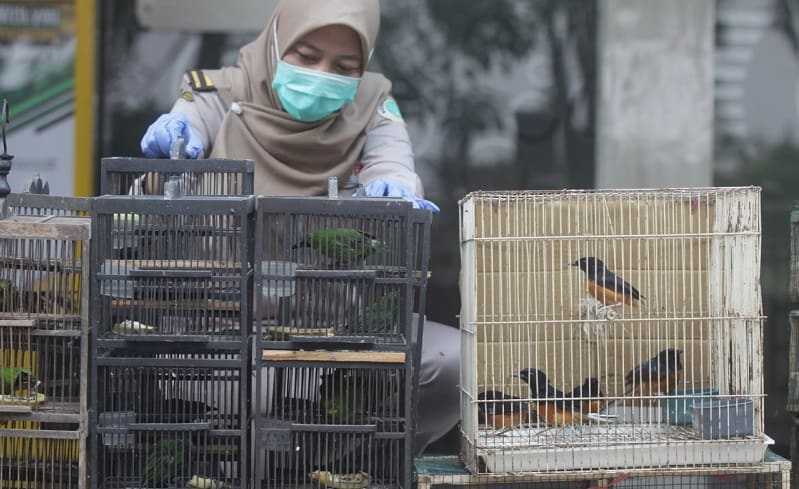 BBKP Surabaya Kembali Menggagalkan Penyelundupan Ratusan Burung