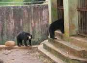 Beruang Madu Korban Penganiayaan Direhabilitasi BKSDA Jambi