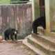 Beruang Madu Korban Penganiayaan Direhabilitasi BKSDA Jambi
