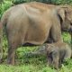 Sepekan Berkeliaran di Dekat Pemukiman, 2 Gajah Liar Dihalau ke Habitatnya