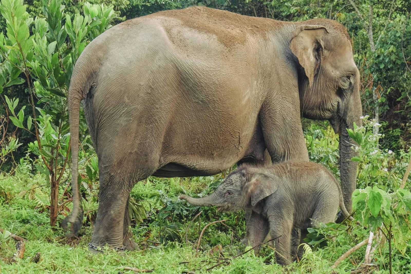 Sepekan Berkeliaran di Dekat Pemukiman, 2 Gajah Liar Dihalau ke Habitatnya