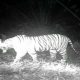 Konflik Harimau Kembali Terjadi, 5 Lembu Jadi Mangsa