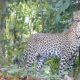 Video Langka! Macan Tutul di TN Meru Betiri Terekam Kamera Trap