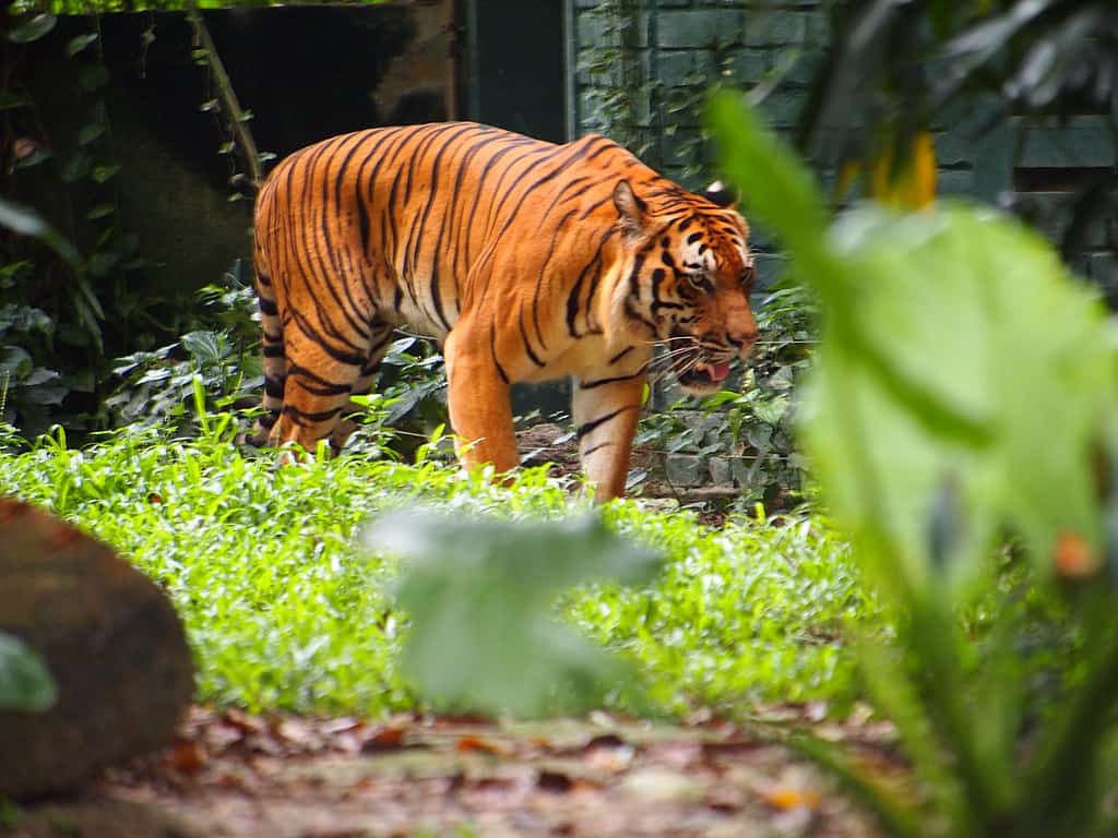 Terjebak di Kandang Ayam, Seekor Harimau Sumatera Digiring ke Hutan