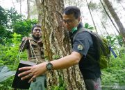 Warga Laporkan Ada Harimau di Lereng Gunung Wilis, Camera Trap Dipasang