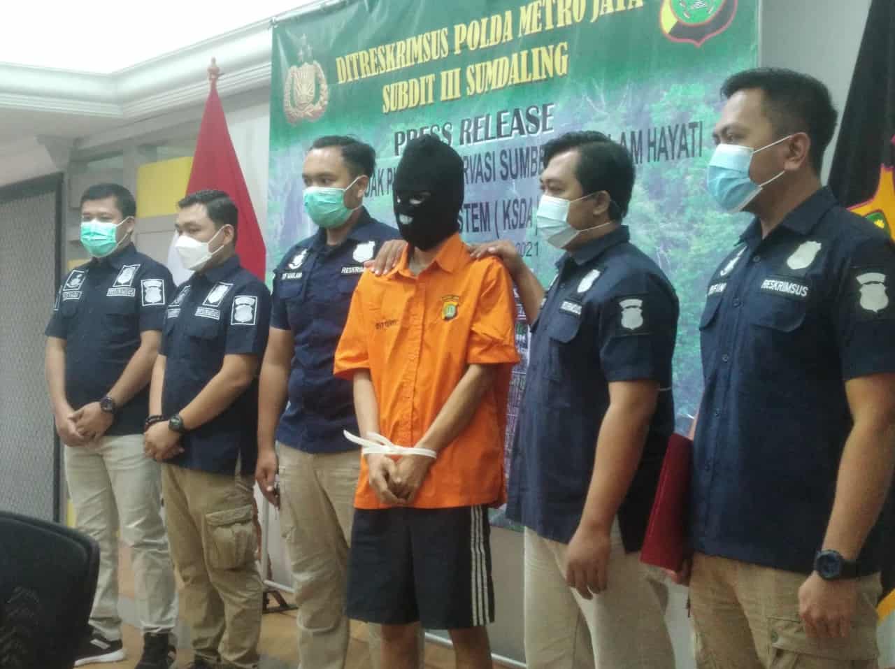 Jual Orang Utan hingga Lutung, YI Ditangkap Polda Metro Jaya