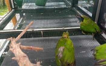 Tangkap Penyelundup Burung Jalak Kerbau, Petugas Temukan Satwa Dilindungi