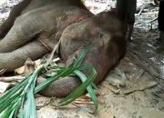 Kabar Duka! Seekor Gajah Mati di Aceh