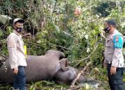 Dugaan Sementara: Gajah Sumatera Mati Karena Keracunan