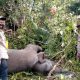 Seekor Gajah Liar Mati Mengenaskan di Aceh