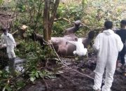 Gajah Sumatera yang Mati Membusuk di Aceh Ternyata Sedang Hamil