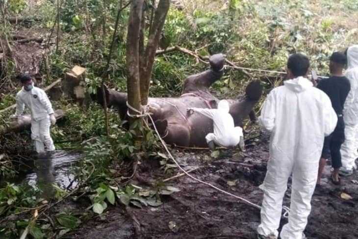 Gajah Sumatera yang Mati Membusuk di Aceh Ternyata Sedang Hamil