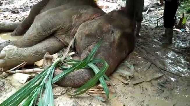 Kabar Duka! Seekor Gajah Mati di Aceh