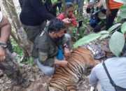 Seekor Harimau Sumatera Terluka Karena Terjerat Perangkap Babi