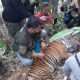 Seekor Harimau Sumatera Terluka Karena Terjerat Perangkap Babi