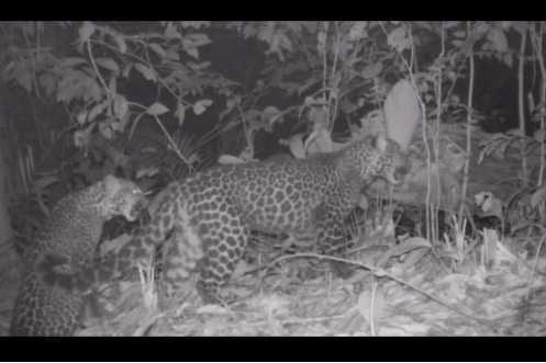 Video Langka! Macan Tutul di TN Meru Betiri Terekam Kamera Trap