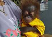 Setelah Dipelihara 3 Minggu, Warga Serahkan Anak Orangutan ke BKSDA Kalbar