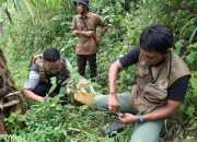 Kabar Terbaru Terkait Keberadaan Harimau Jawa di Gunung Wilis