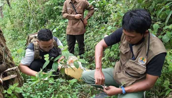 Kabar Terbaru Terkait Keberadaan Harimau Jawa di Gunung Wilis