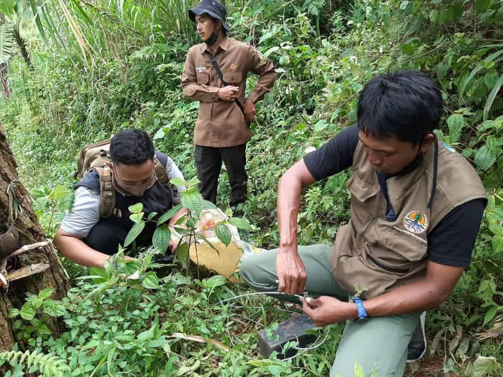BKSDA Jatim Tambah Kamera Trap untuk Pantau Harimau