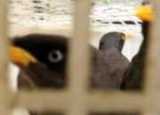 Penyelundupan 1722 Burung Digagalkan Polisi di Pelabuhan Bakauheni