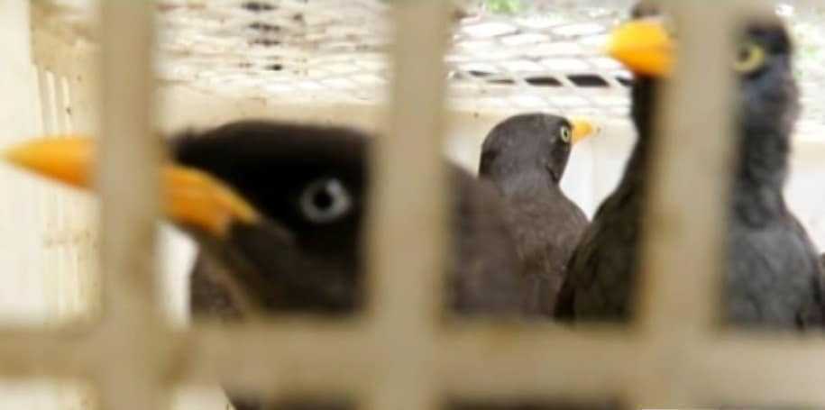 Penyelundupan 1722 Burung Digagalkan Polisi di Pelabuhan Bakauheni