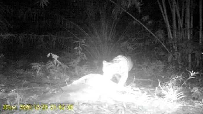 Konflik Harimau Terulang di Lokasi yang Sama di Bohorok