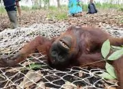 2 Orang Utan Masuk Kebun Karet Warga Karena Kesulitan Makanan di Habitat