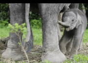 Anak Gajah Lahir di Pusat Latihan Satwa di Tangkahan