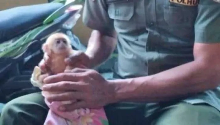 Anak Lutung Merah Ditemukan Warga, Induknya Diduga Sudah Dibunuh